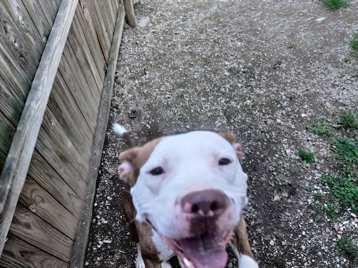 Pound Hounds ResQ tweet media