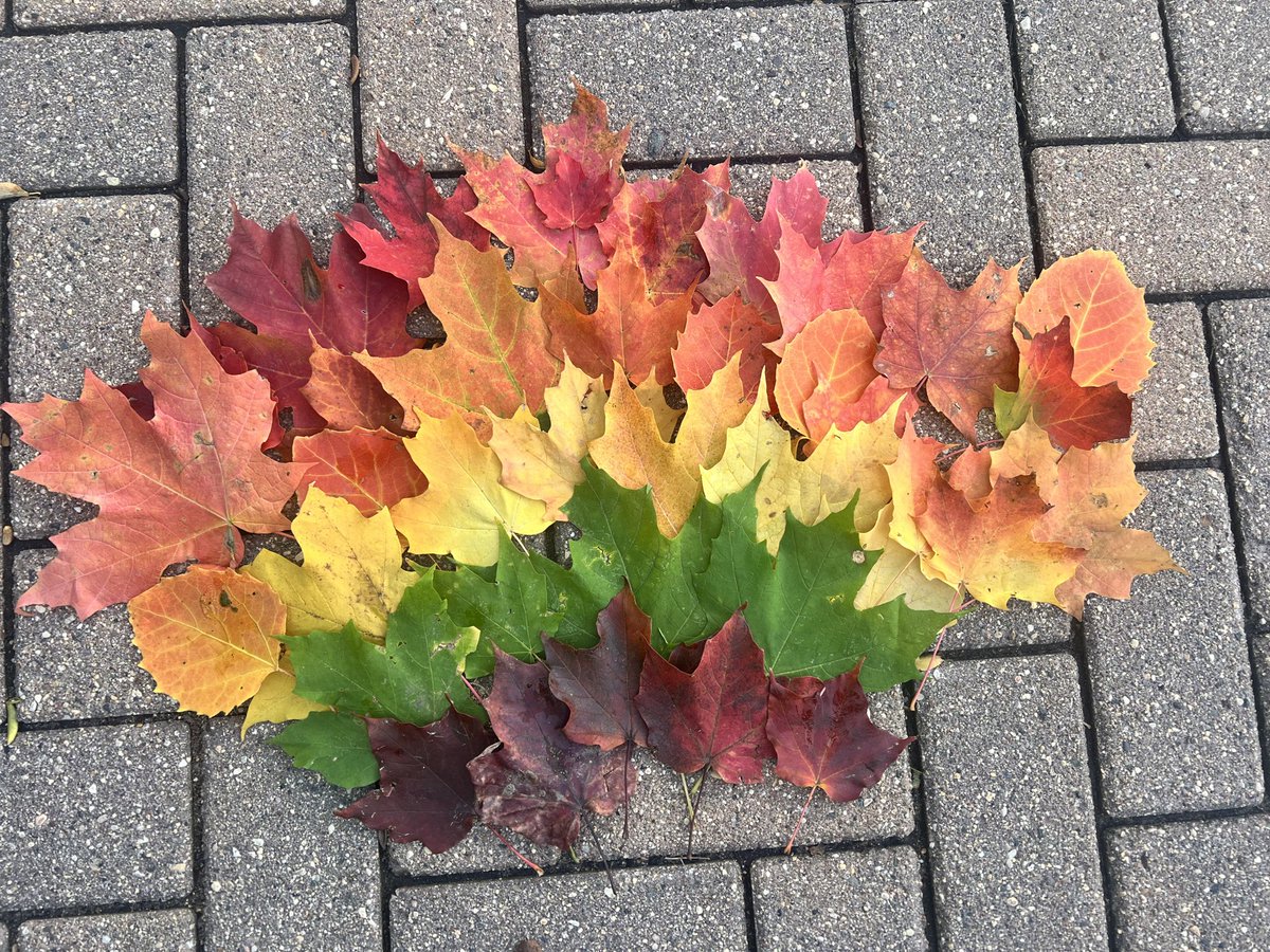 Happy fall y’all 🍁🎃 #fallfoliage