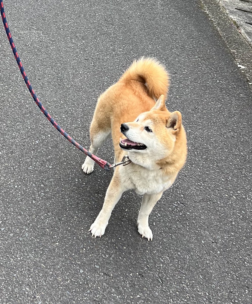 tama_atsuki's tweet photo. 犬の散歩ついでに同級生の家を遠い記憶を遡って探してみたけど、全然分からなかった／(^o^)＼
しかし、引っ越してきてもうすぐ２ヶ月…元の家が片付かなくて詰んでる😇でももう引き渡し期限… https://t.co/7QlTWNknzB