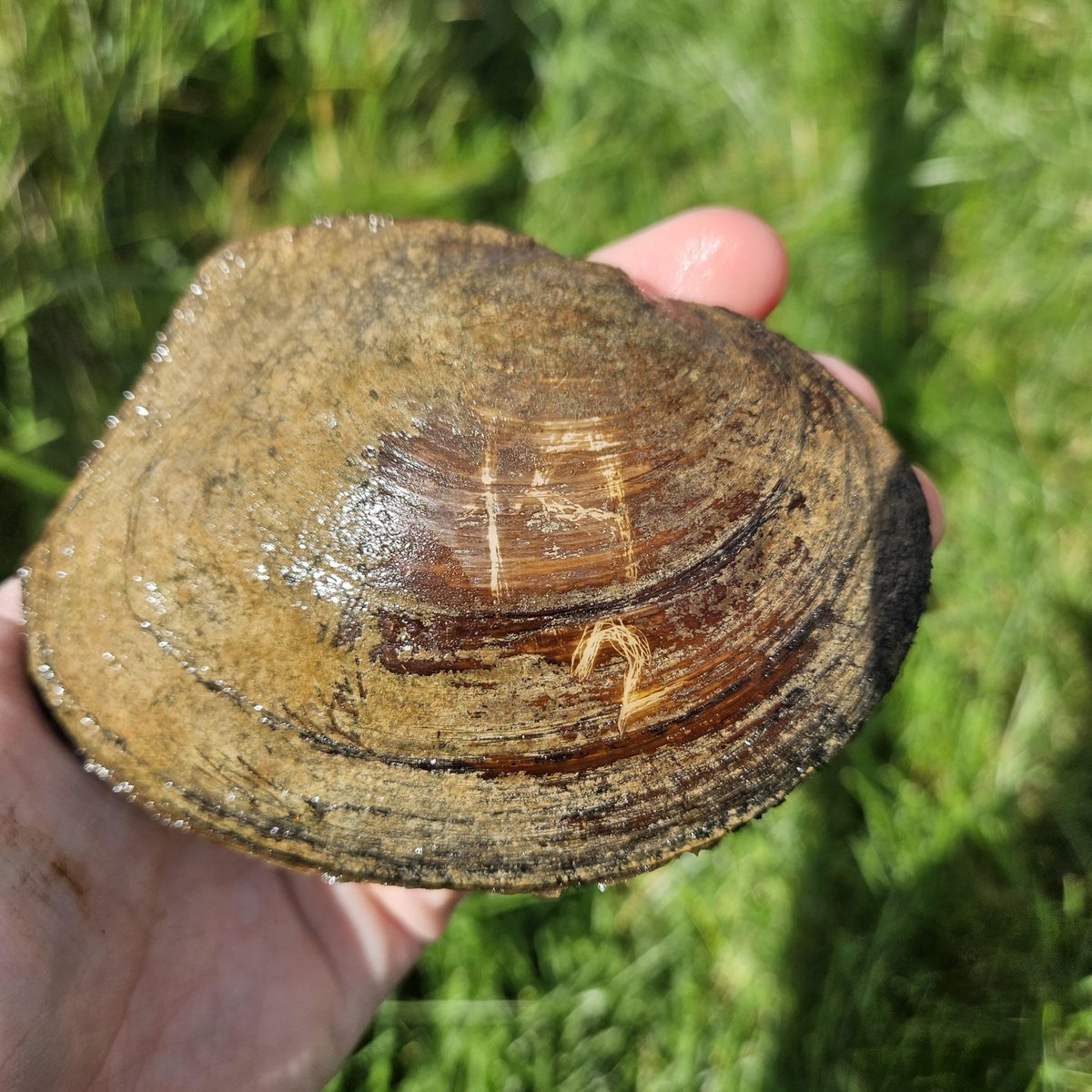 MusselLab_DW's tweet photo. @MusselLab_DW research team visited #saline research hatchery Friday. #beautiful day to check on adult #mussels in raceways and brainstorm #unionid propagation with our #team and MDNR. #conservation #cmichbio @Cmich_Biology @cmichSE https://t.co/FjPwUORG09