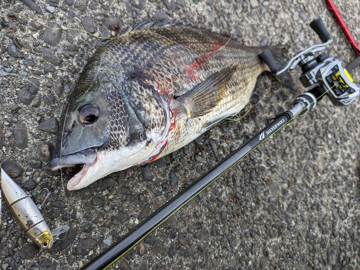 Ohuton_is_god's tweet photo. 今日はジョリーの導入テスト
朝一魚が浮いてる時間で3匹猛追してきた内一番小さいのが食った😂(40でした)
出血したけど水にしばらく入れといたら帰っていきました
#チニング
#シルバーウルフ
#ジョリー
#Bottom_up https://t.co/T0czCDP2dj