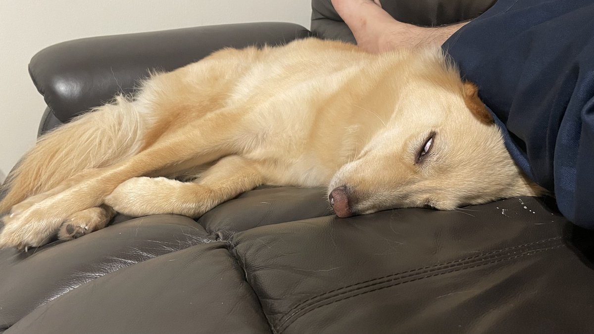 白目の練習する夢を見ています