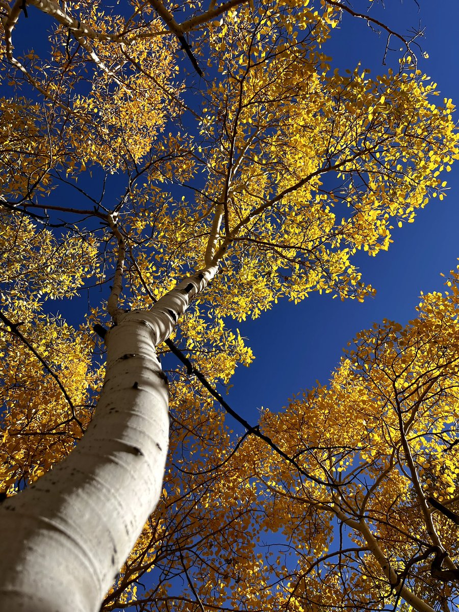 Absolutely beautiful Colorado autumn day with blue clear skies, yellow leaves and snow dusted mountains in the distance. I’m once again recharged.