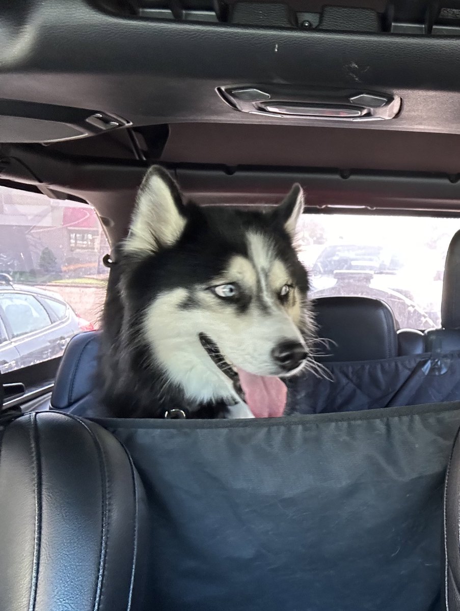 labeutler's tweet photo. Love this crazy fluff ball. #HuskyLove #JeepLife https://t.co/RFadElOyCN