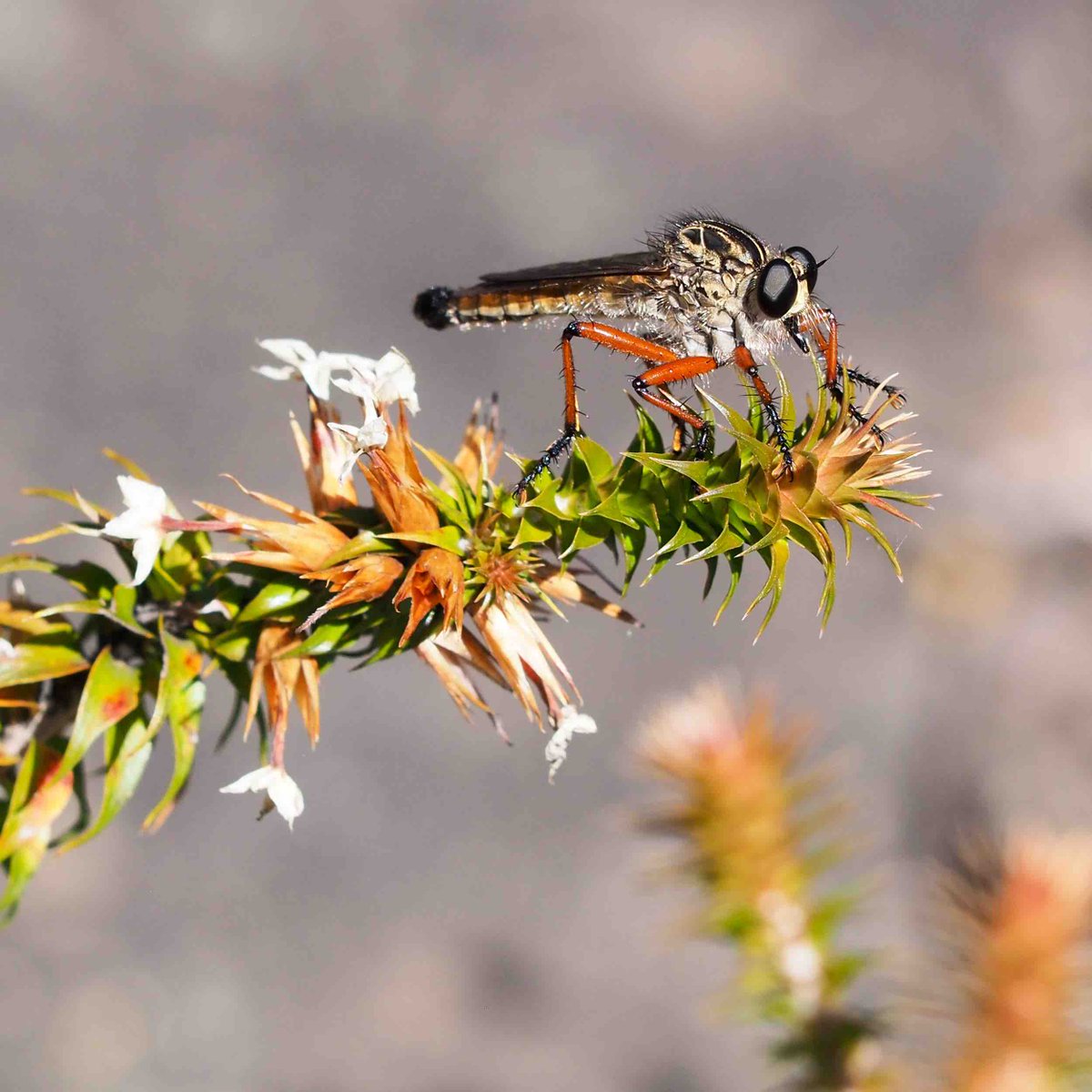 jimpelaJMC's tweet photo. Can anyone help me with a genus or species ID on this rather splendid robber fly from Blue Mountains NSW? #Asilidae #Robberflies https://t.co/mAdlfcio7P