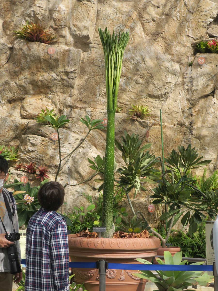 ショクダイオオコンニャクの葉がすくすく成長中です。昨年12月に開花と同時に出た葉が枯れ、入れ替わりに8月に伸びてきた葉です。
＃ショクダイオオコンニャク　＃神代植物公園