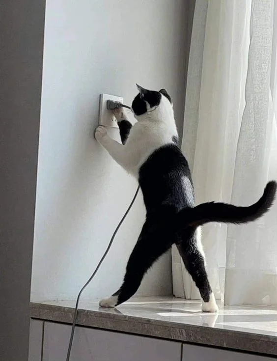 DontShowYourCat's tweet photo. found a plug https://t.co/7SR0u1IYMY