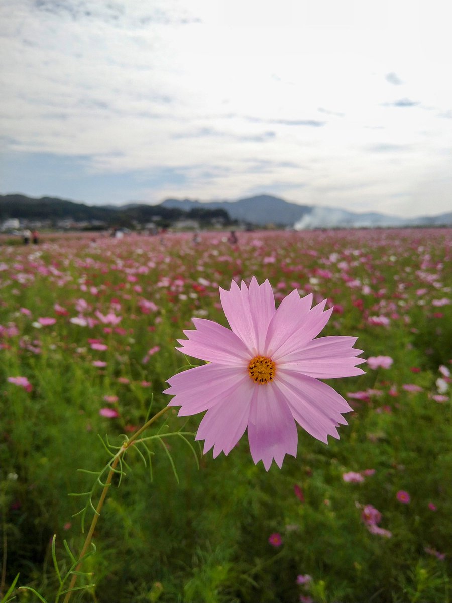 __n0_sn's tweet photo. コスモス畑〜！ https://t.co/PNVuWYPmrW