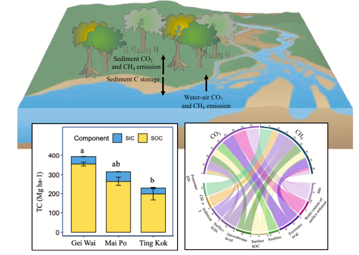 DanielOuyang's tweet photo. Our new paper finds that restored estuarine #mangroves have the highest sediment #carbon stock and the pathways of #methane production are different for estuarine and oceanic mangroves. See the paper @STOTEN_journal
https://t.co/rwQzwOfH7x https://t.co/Mbny5zHVdr