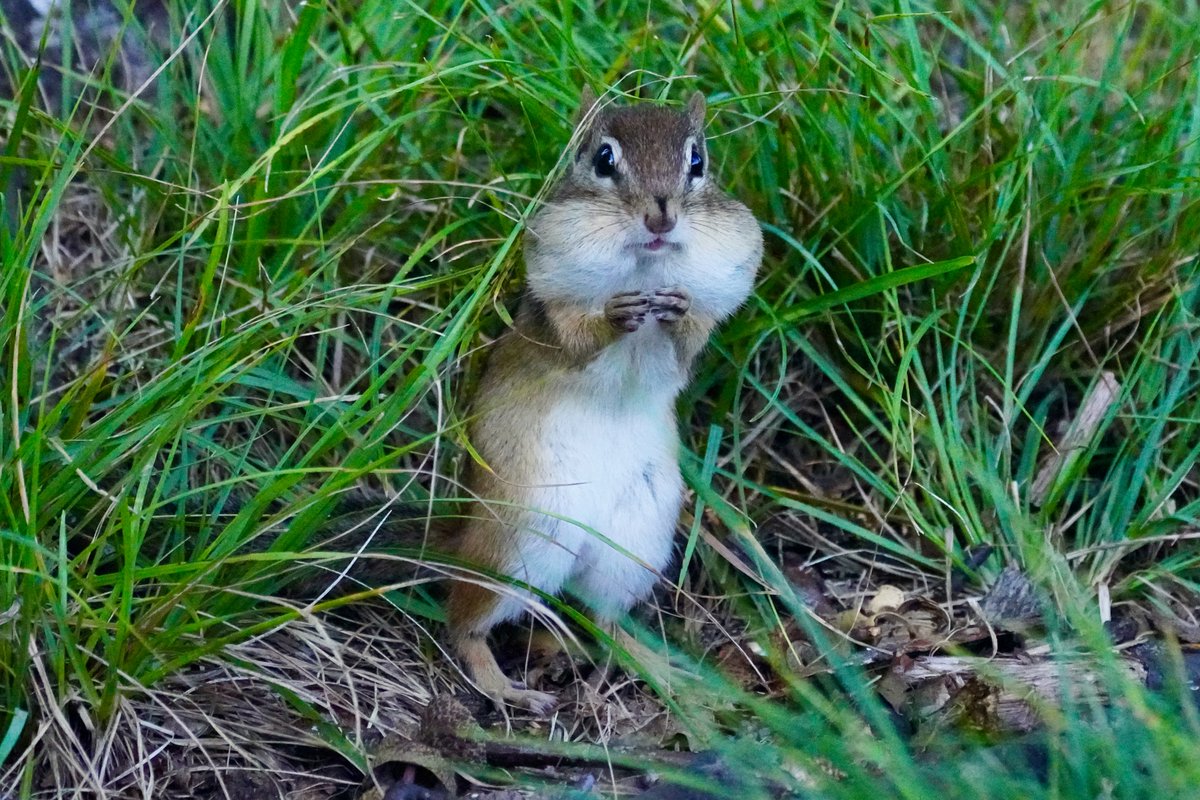 The look 
#naturephotography #wildlifephotography #worcester #worcesterma #centralmass #centralma #nature #wildlife #chipmunk #chipmunks #massachusetts #sonyphotography #sonya7riv #sonya7r4 #animals #TwitterNatureCommunity #NewEngland