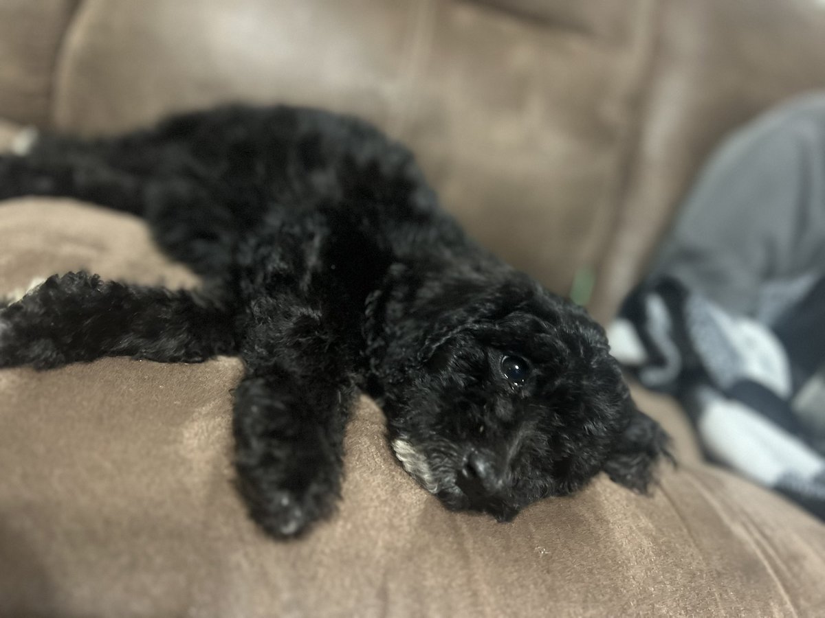 Zeva The Boxer tweet media