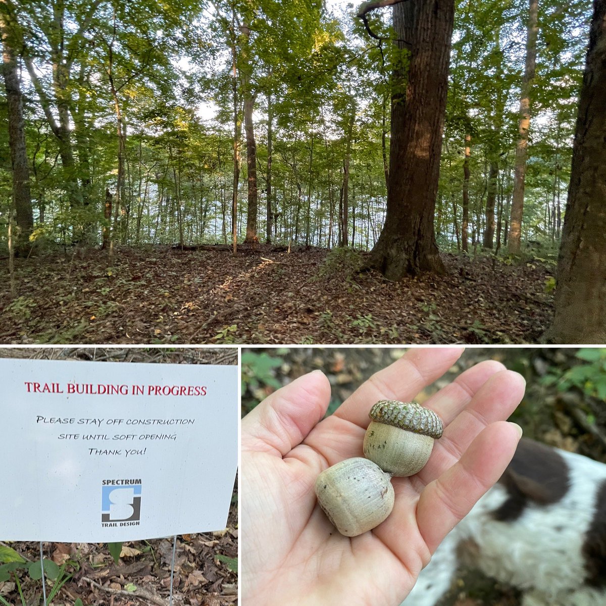 Lisa Kroll she/her tweet media