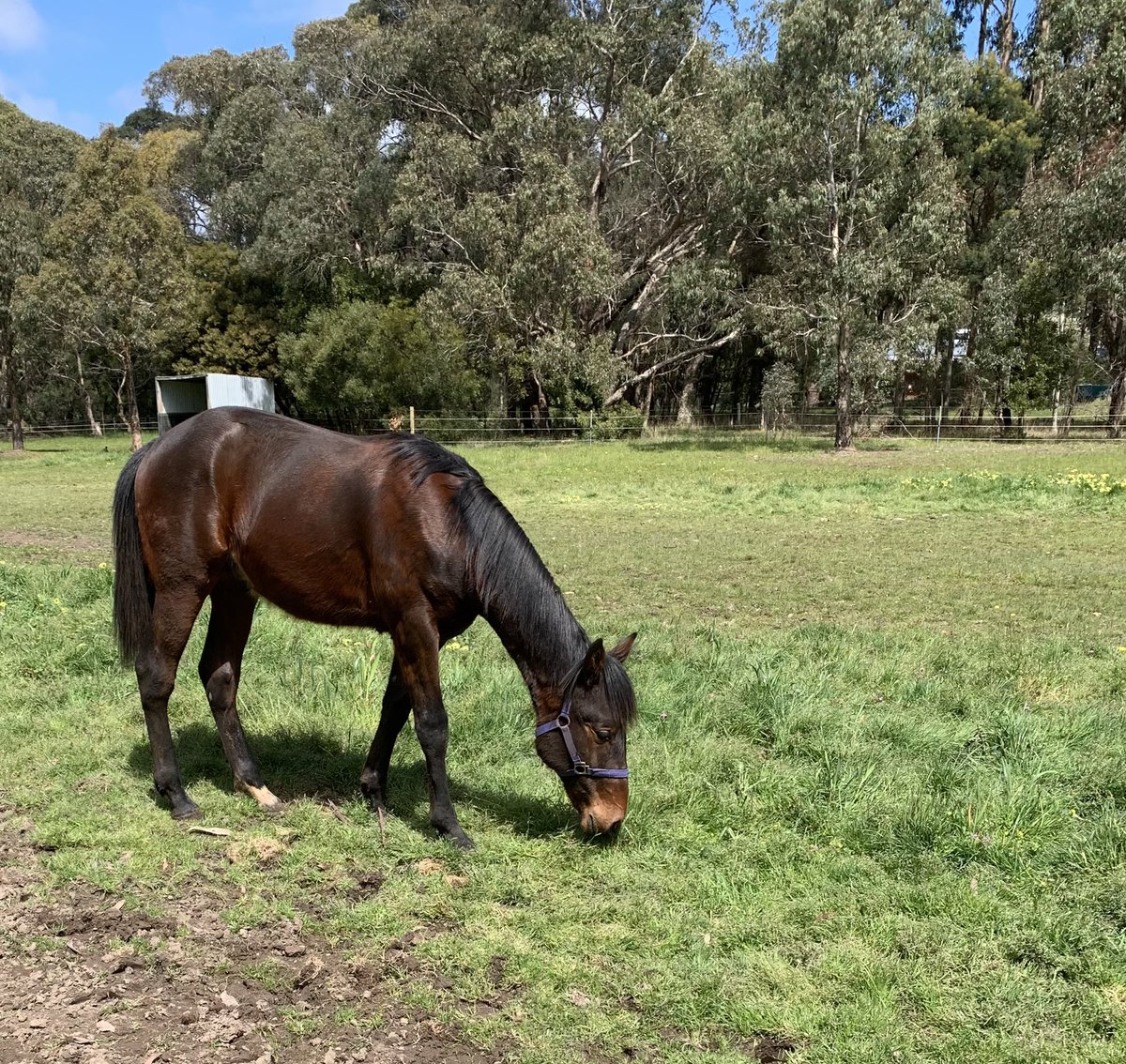 bradwmc's tweet photo. Our Vincent colt is really starting to mature, almost a year old and getting closer to being broken in at Christmas time, absolutely loved the first attempt at breeding after years of just buying yearlings. https://t.co/pNiGUEIuw5