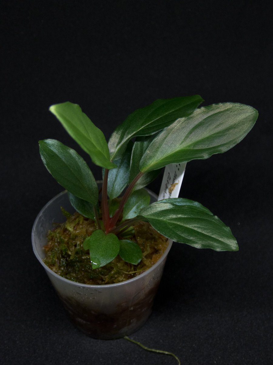 LA便　Homalomena “濡烏×Euc” Homalomena sp. “濡烏” Riau sumatera【LA0518-02】LA便