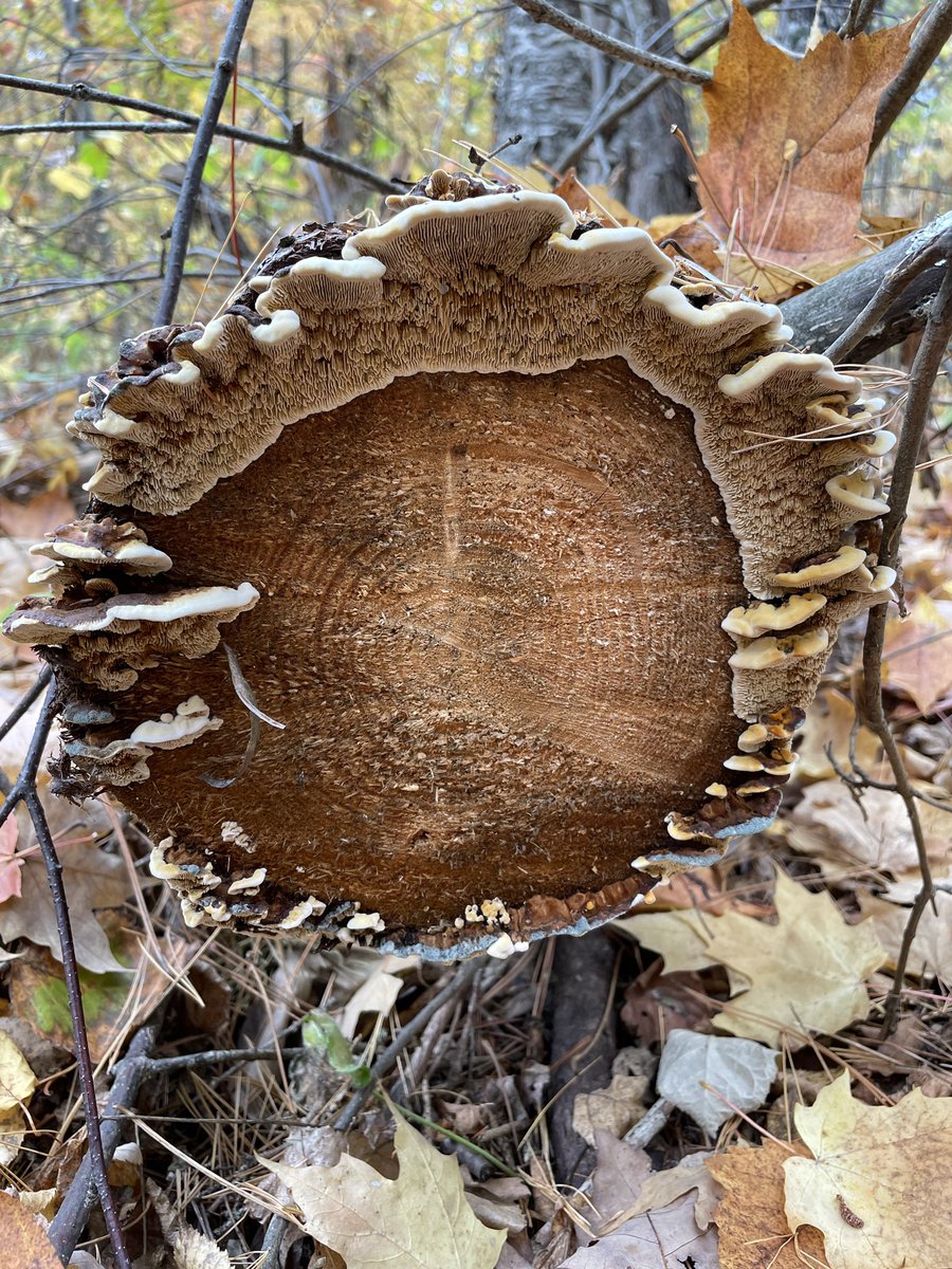 Sapwood rules, heartwood drools