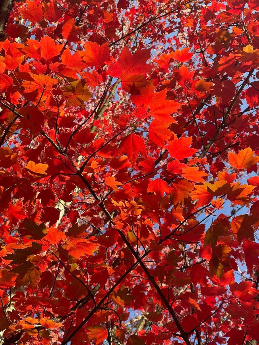 Oo0anna2's tweet photo. Fall in Vancouver is like a never-ending painting of vibrant colors! 🍂 https://t.co/BRsJaLvaj9