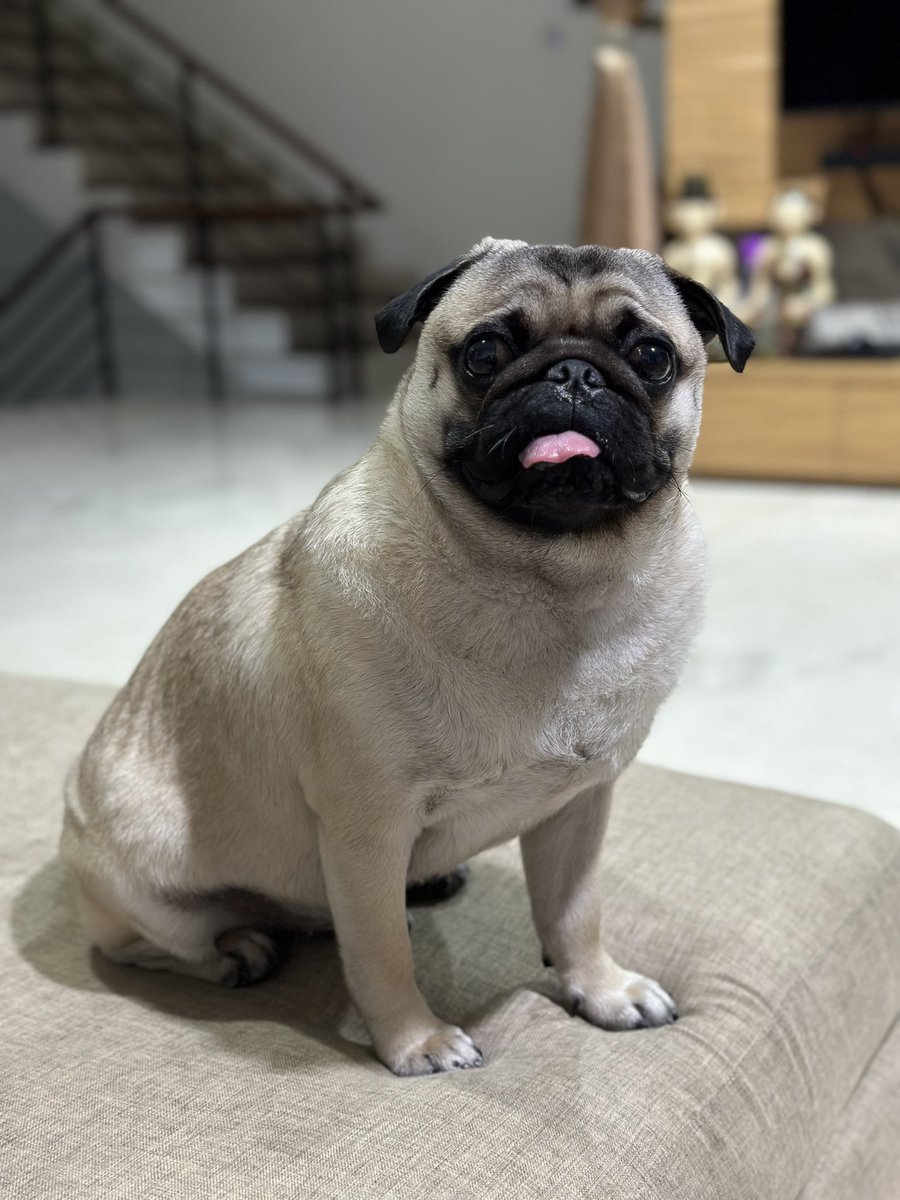 thatabhijit's tweet photo. #weekendfun #weekendfunplay #weekendfun #pug #puglover #puglove #dodo https://t.co/M68G4eBYJq