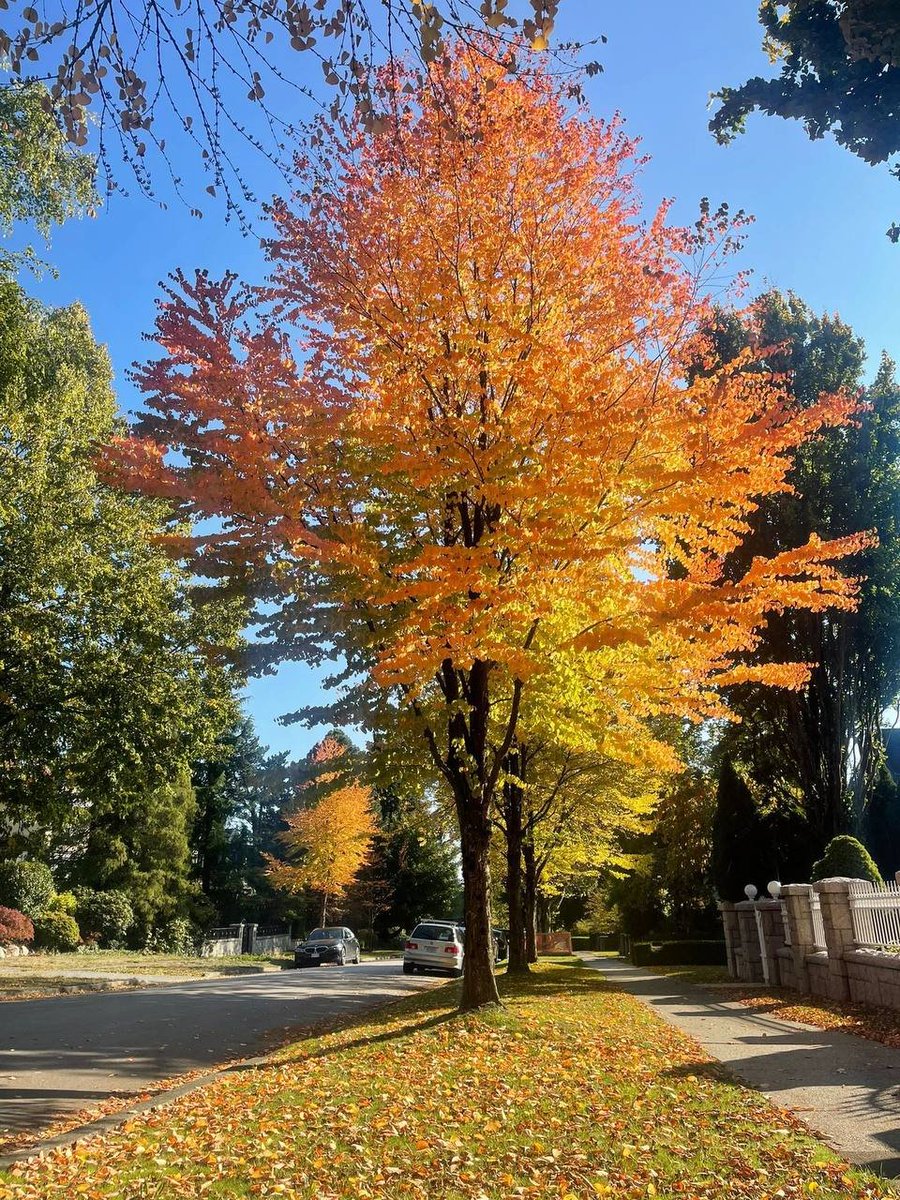 witterFame's tweet photo. Discover the hidden gems of Vancouver's fall season! 🍂🗺️ https://t.co/oJpfuXsxCx