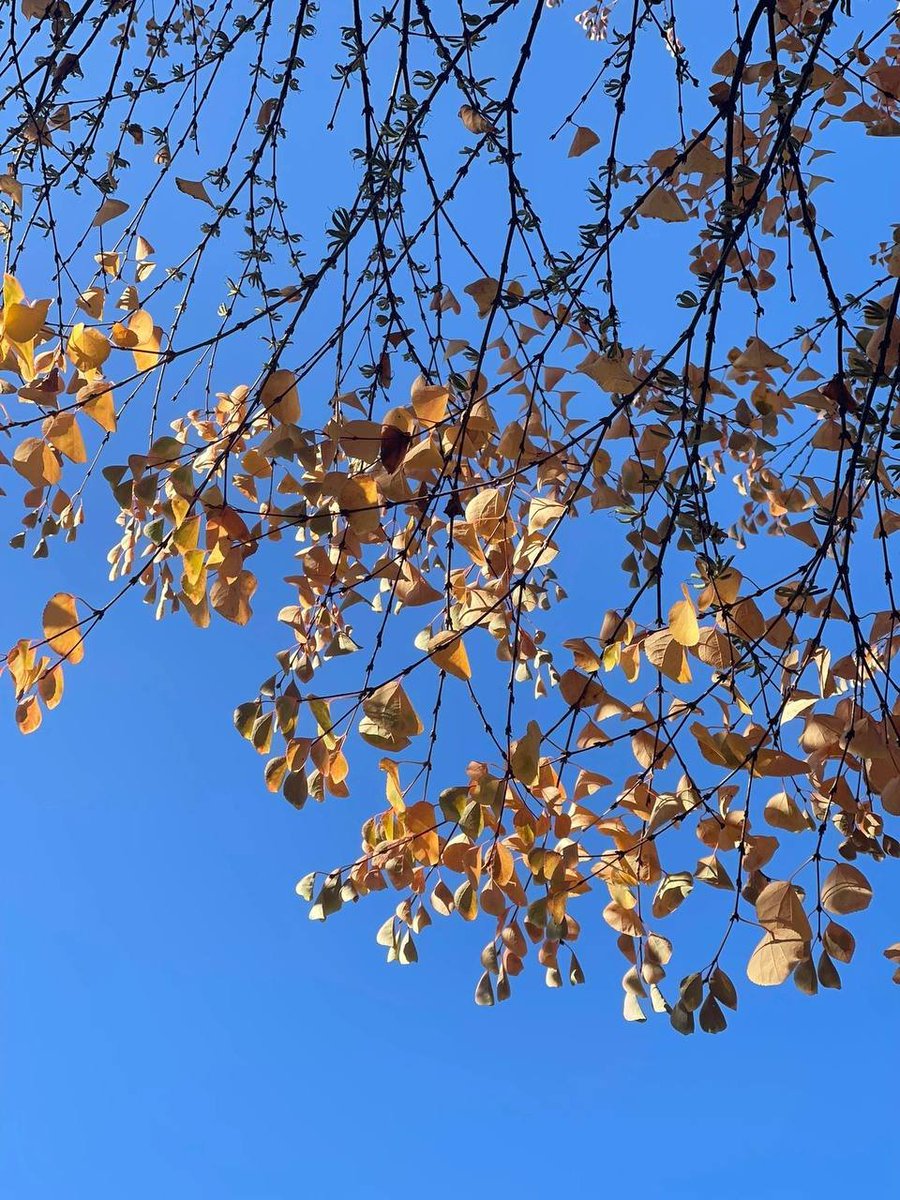 witterFame's tweet photo. Discover the hidden gems of Vancouver's fall season! 🍂🗺️ https://t.co/oJpfuXsxCx