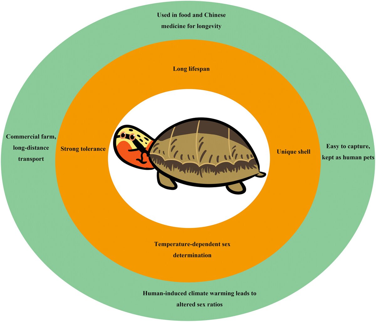 IntCon's tweet image. Traits that once ensured chelonians' survival are turning into disadvantages, particularly in the Anthropocene. This article outlines how this evolutionary success story is now on the brink of an #extinction crisis.
Full text: bitly.ws/WKpo
#conservation #chelonians