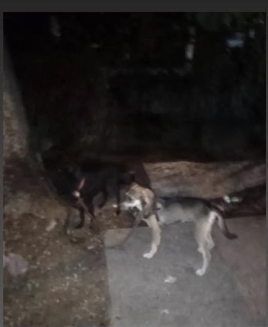 Buenas noches. Reportan esos dos perritos amarrados a un árbol cerca del hospital central de Maracay. No tenemos mas información. 
Un alma caritativa que los resguarde . Puede llover o si se sueltan pueden ser atropellados