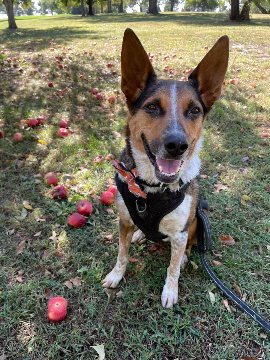 Quigley and I Would Like To Wish A Happy  #Thanksgiving To All Our Canadian Frens & Neighbors! #canadianthanksgiving 
🇨🇦🍁🍂🦃🇨🇦 

AWoof By The Way, I Found These Apples Today With Buzzing Bees! I Almost Sat On One! That’s All! 
😂🍎🐝🍎🐝😂 #dogsoftwitter #CatsOfTwitter #ZSHQ