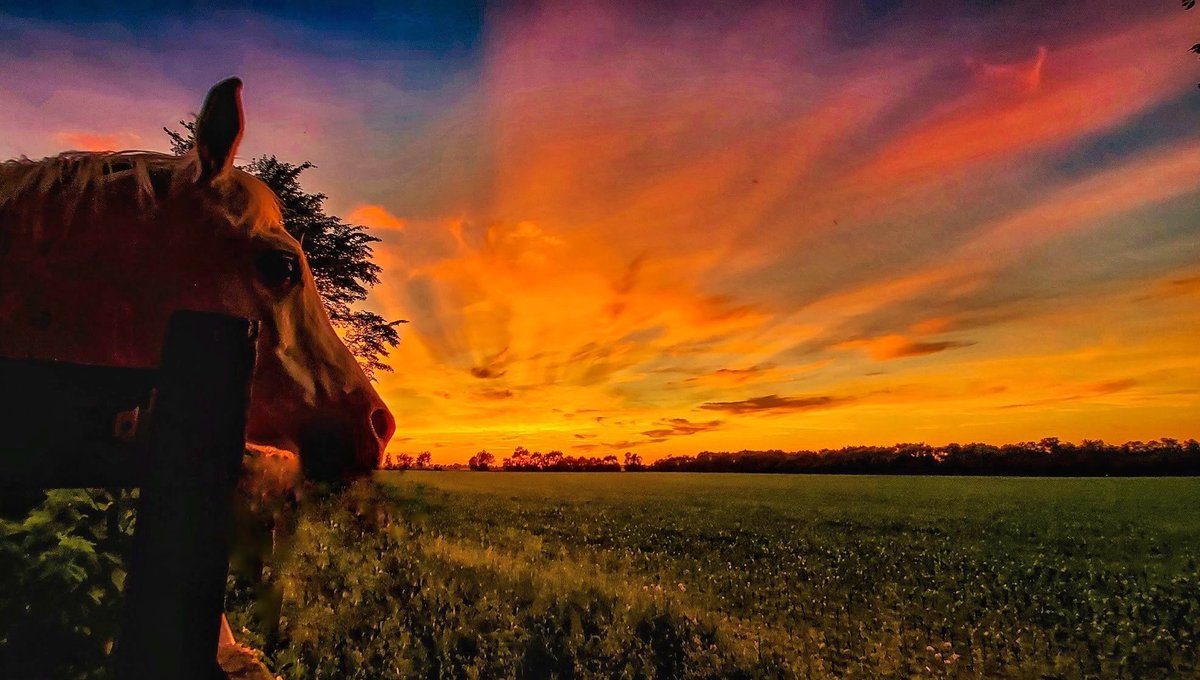 My Oh Bo and one stunning sunset. And, some weird cloud? maybe, upper right. 

#lifeisart
#rescuehorse
#Futurepainting
#bigsky
#sunset