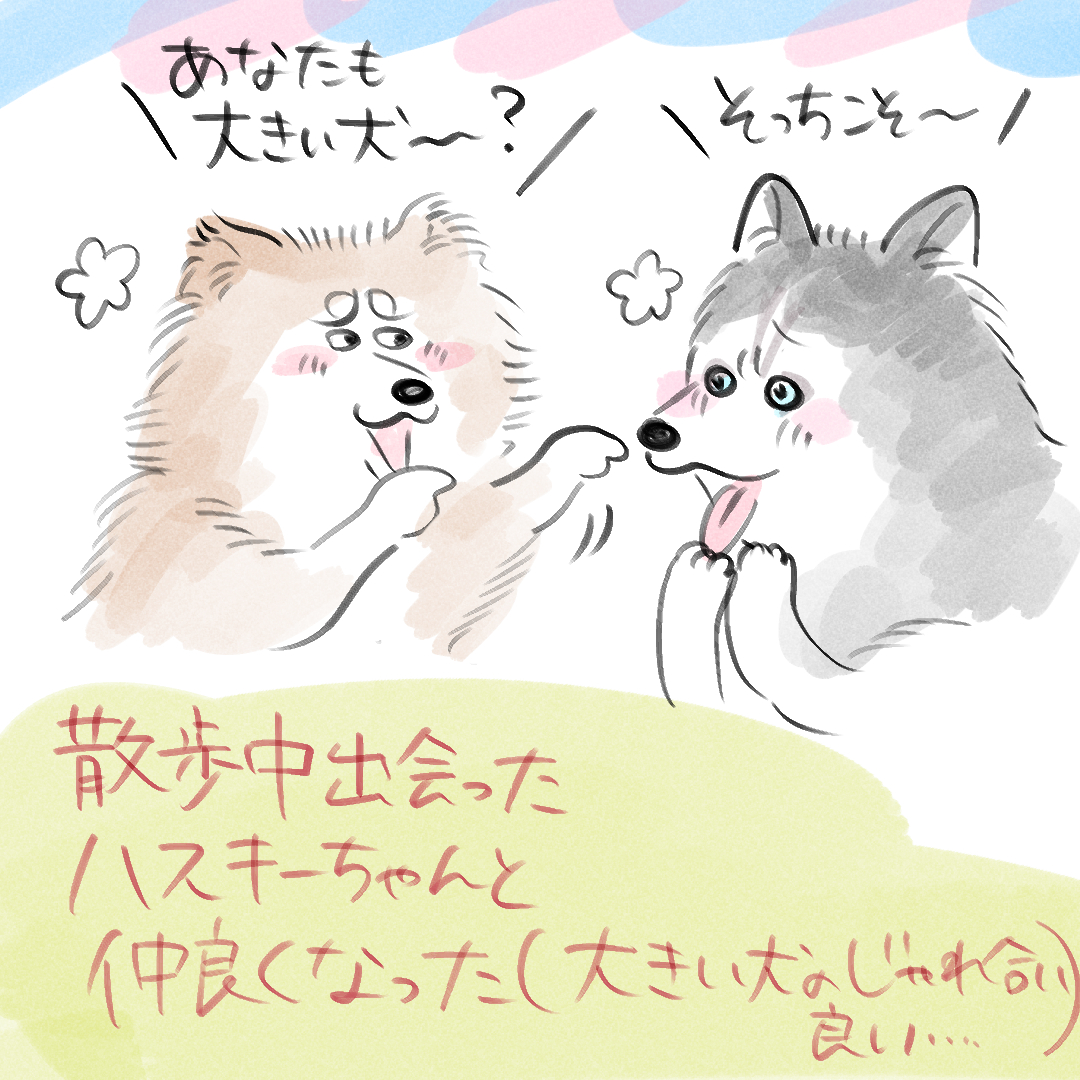 ～ご近所物語～ ハスキーちゃんと仲良くなりました 