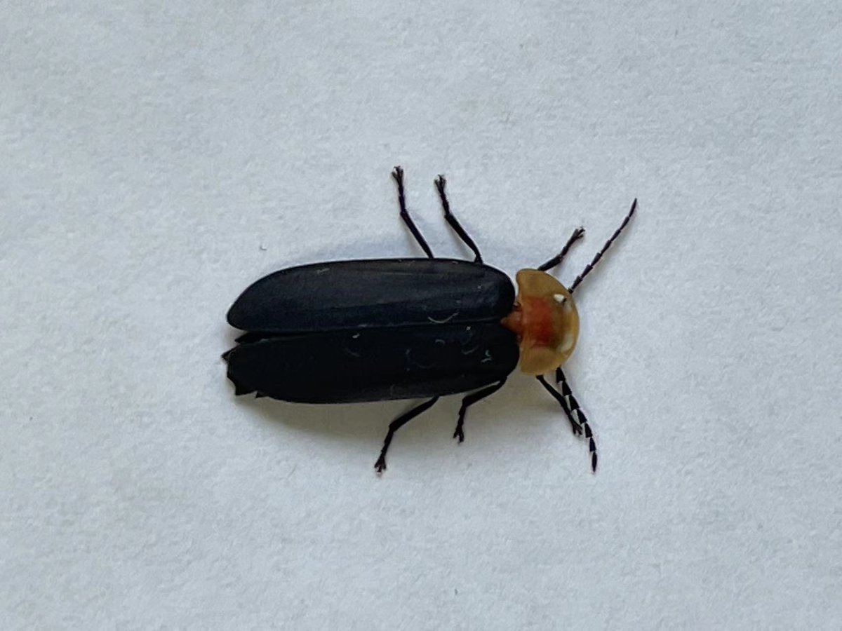 Zhou_jinfeng's tweet photo. Excited to be part of @CBCGDF_China #InsectWatching Committee's #firefly habitat survey during the holidays! Joining hands with local volunteers to safeguard these little sparks of wonder. It's urgent to conserve #insects #biodiversity 🦋
https://t.co/76qdBQUHdN
#InsectWatching https://t.co/KouPjL6q9d
