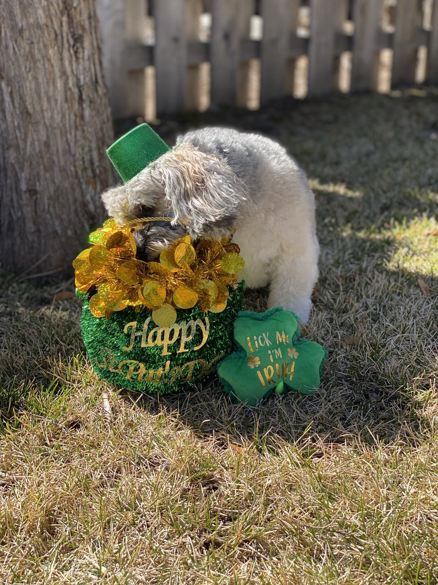 Olaf_LittleMan's tweet photo. I hope everyone is having a wagging tail day, it’s the weekend! It’s time for October Countdown! Tomorrow is Sunday, humans don’t like them, so hopefully my throwback brings you a little luck. Throwback St. Patrick’s Day 2020🍀🐶☘️#October7th #OctoberCountdown https://t.co/Rd1YMLerlO