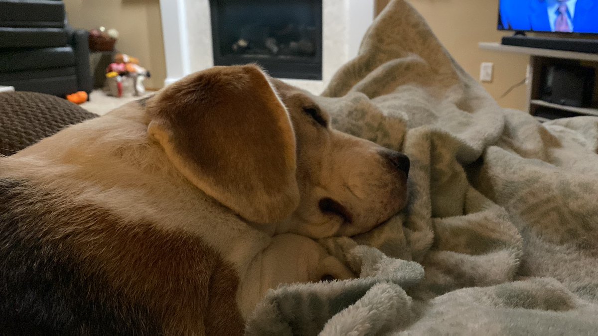 RileyBeagle tweet media