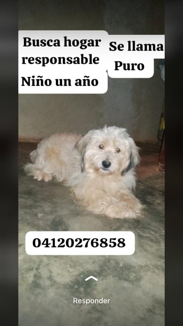 PerroUsuario's tweet photo. En adopción responsable RT @PaulaVivas80: Caracas! https://t.co/AU0LO7HbwG