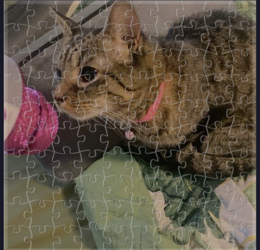 My mommy created a jigsaw puzzle of me on an app. When I first heard about the idea I hissed at her, but it actually looks pretty good 🤭😹 #CatsOfTwitter #CatsOfX #Caturday