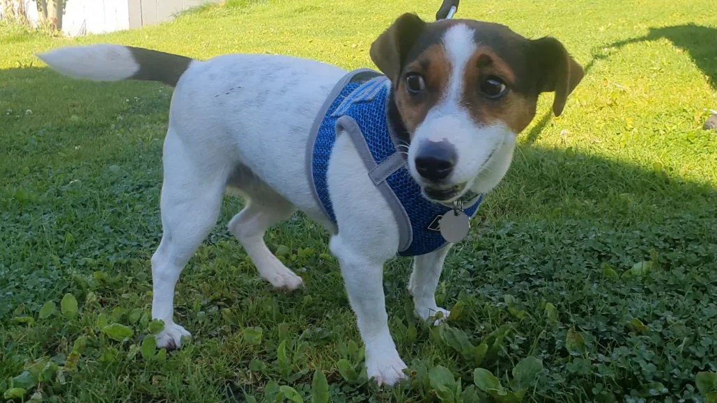 Please retweet to help Daisy find a home #MANCHESTER #UK  
Super Jack Russell Terrier aged 8, sadly found as a stray. She needs to be the only pet but gets on with other dogs out and about, she loves walks. 
Please contact the shelter for more information.
DETAILS or APPLY👇