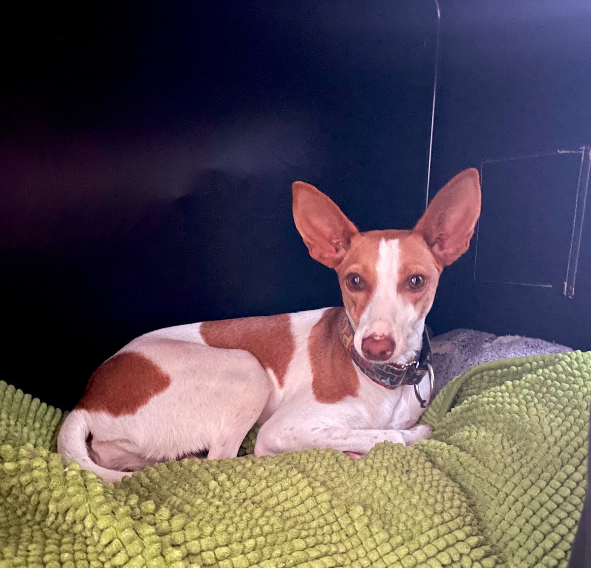 Ha spawneado esta muchachita en mi casa. 

Tiene: mucho miedo
No tiene: nombre

Yo ayudo con lo primero, ayúdenme ustedes con lo segundo 🥺