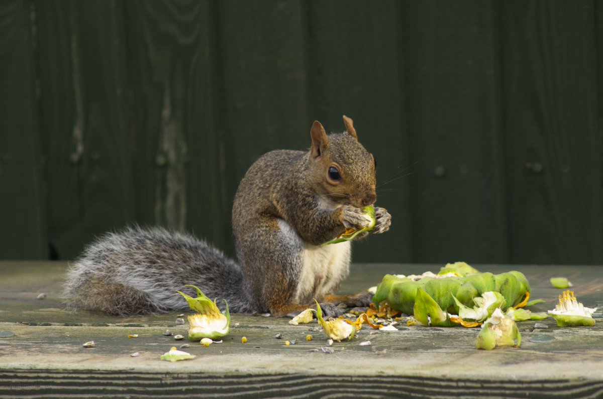 grimmand_uk's tweet image. Squirrel and Sunflower head.

#SundaySquirrel #SundaySunflowers