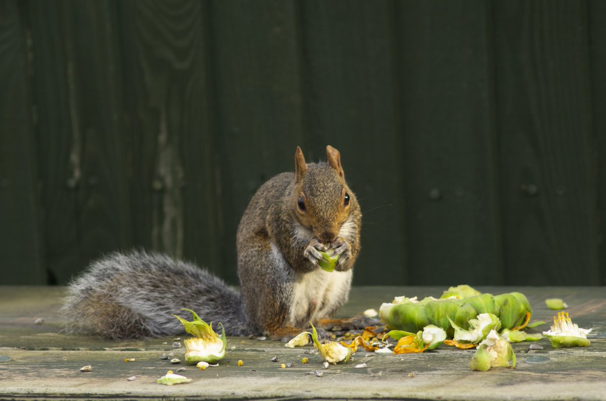 grimmand_uk's tweet image. Squirrel and Sunflower head.

#SundaySquirrel #SundaySunflowers