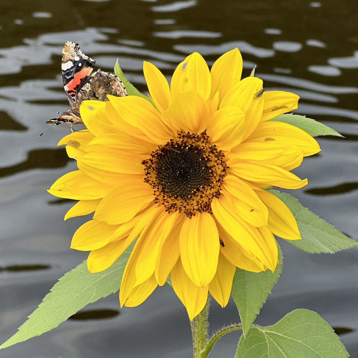 A little bit of Autumn sunshine ☀️ #SundayYellow #NaturePhotography #sunflower #butterfly