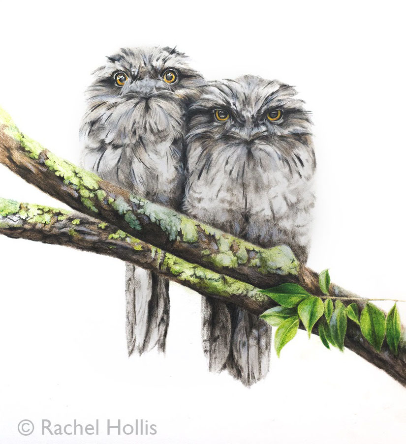 The Tawny Frogmouth is this year's runner-up in the #birdoftheyear competition, a great result for one of my favourite birds! #drawing #bird #art #birdart #pencilart