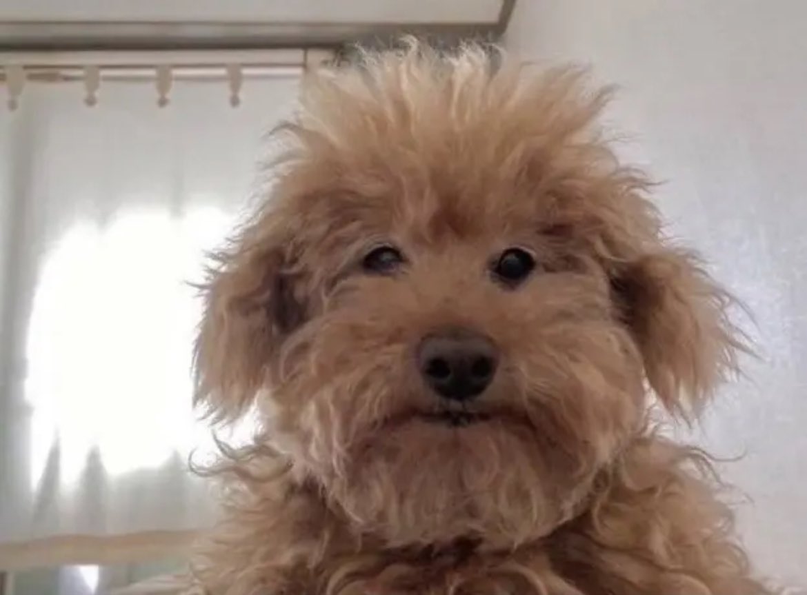 Seraphuuu tweet media