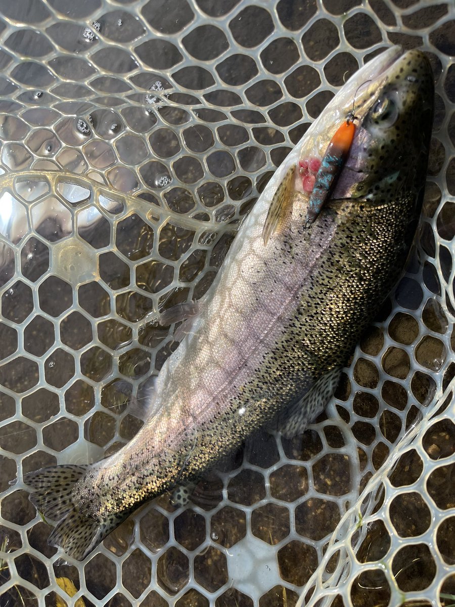 amazingSATOO's tweet photo. 白河フォレストスプリングスさんでした🎣
パラトのカラーがあーでも無い、こーでも無いと独り言が多かったです🤣
放流魚が直ぐに釣れるようになっていたので、来週末のオータムカップ🏆が楽しみです😆
#karterras
#カルテラス
#白河FS
#PR
#宣伝 https://t.co/Gb2RVmQ92t