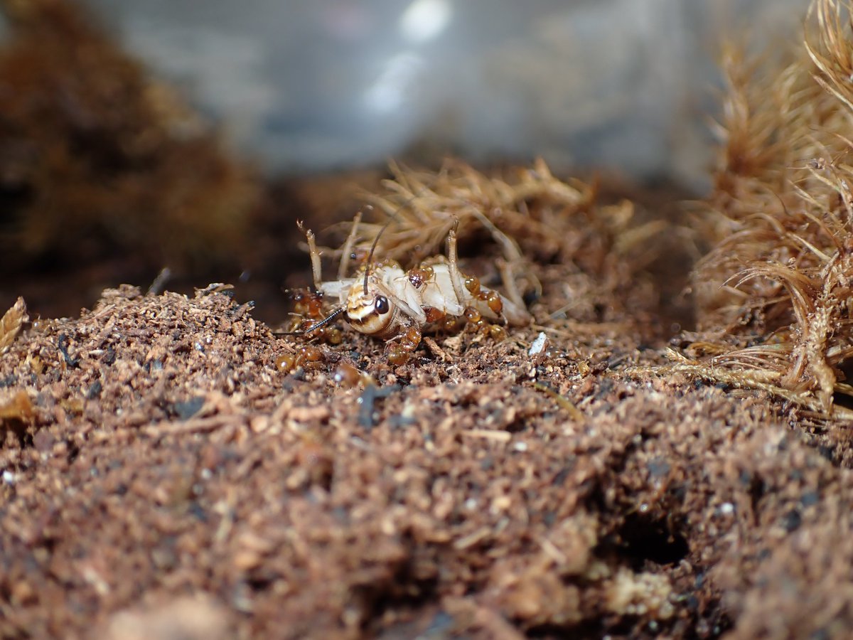 c90UEGv3HUTi5oz's tweet image. #アズマオオズアリ
#Pheidole fervida
#レイアウト

徐々に冬に向け、落ち着きを取り戻しつつある我が家のアズマ。

もう今年の子育ては終わり、外に出てくる数も少なくなってはきてますが、もう少し狩りの様子は観察できそう。

地際から撮影するとそれっぽい 笑❓️