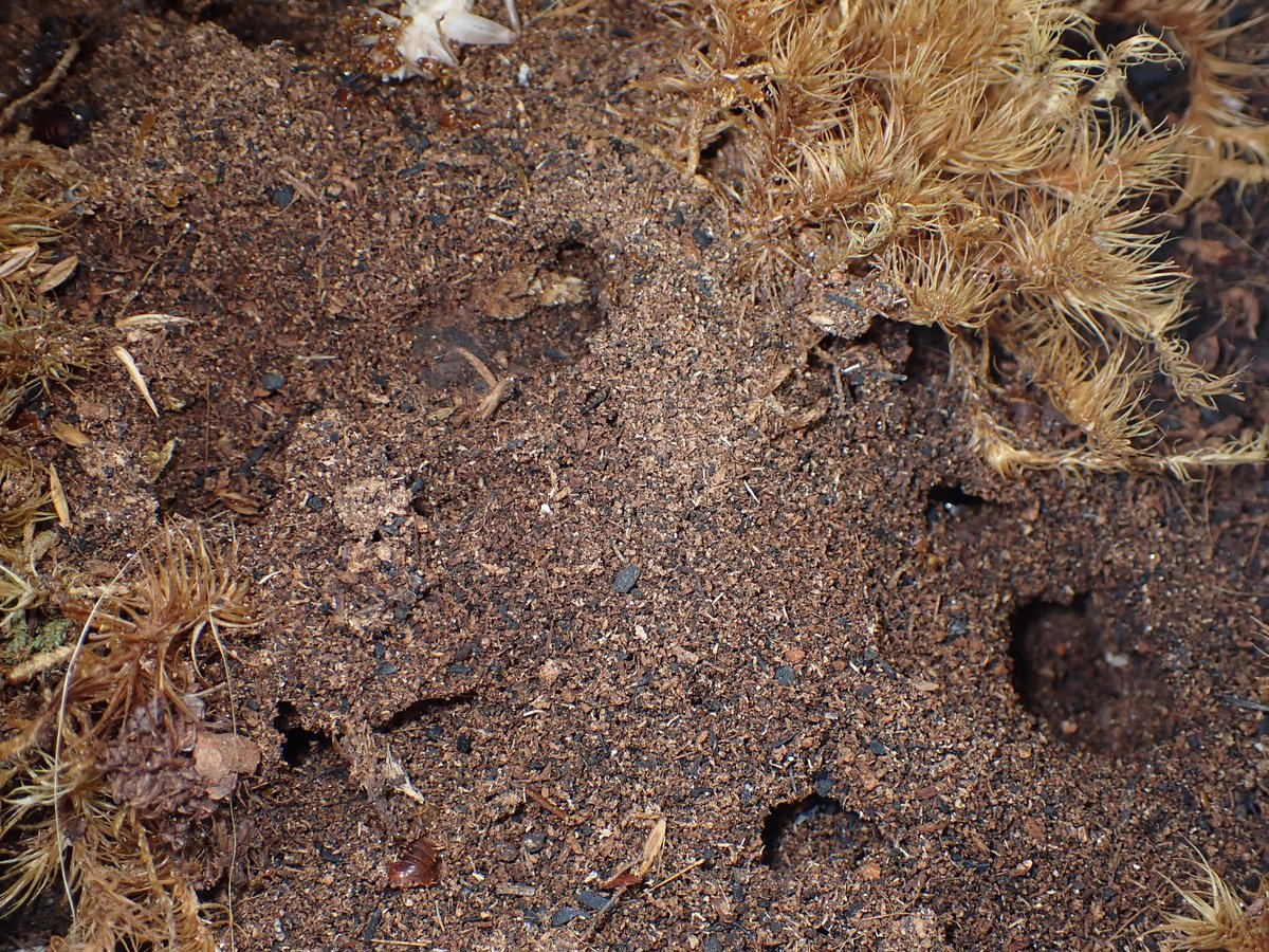 c90UEGv3HUTi5oz's tweet image. #アズマオオズアリ
#Pheidole fervida
#レイアウト

徐々に冬に向け、落ち着きを取り戻しつつある我が家のアズマ。

もう今年の子育ては終わり、外に出てくる数も少なくなってはきてますが、もう少し狩りの様子は観察できそう。

地際から撮影するとそれっぽい 笑❓️