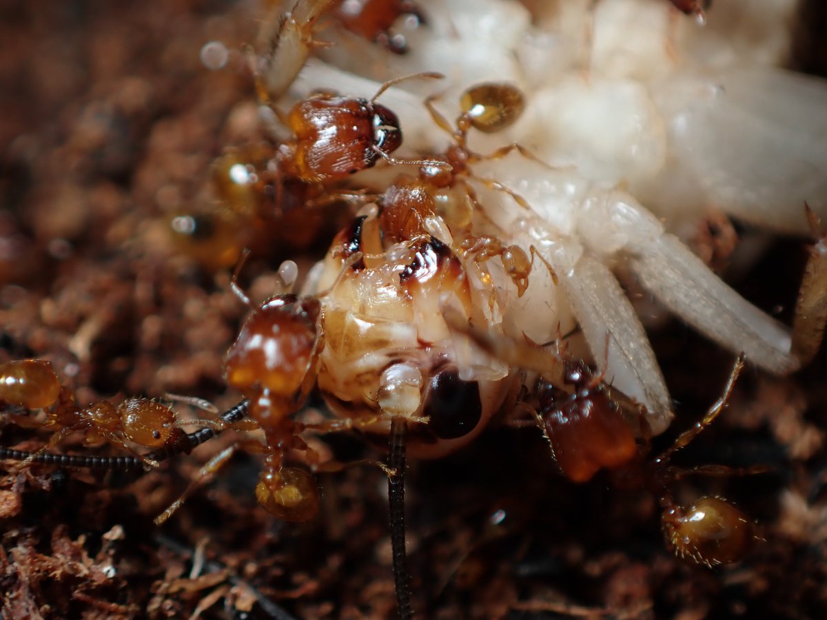 c90UEGv3HUTi5oz's tweet image. #アズマオオズアリ
#Pheidole fervida
#レイアウト

徐々に冬に向け、落ち着きを取り戻しつつある我が家のアズマ。

もう今年の子育ては終わり、外に出てくる数も少なくなってはきてますが、もう少し狩りの様子は観察できそう。

地際から撮影するとそれっぽい 笑❓️