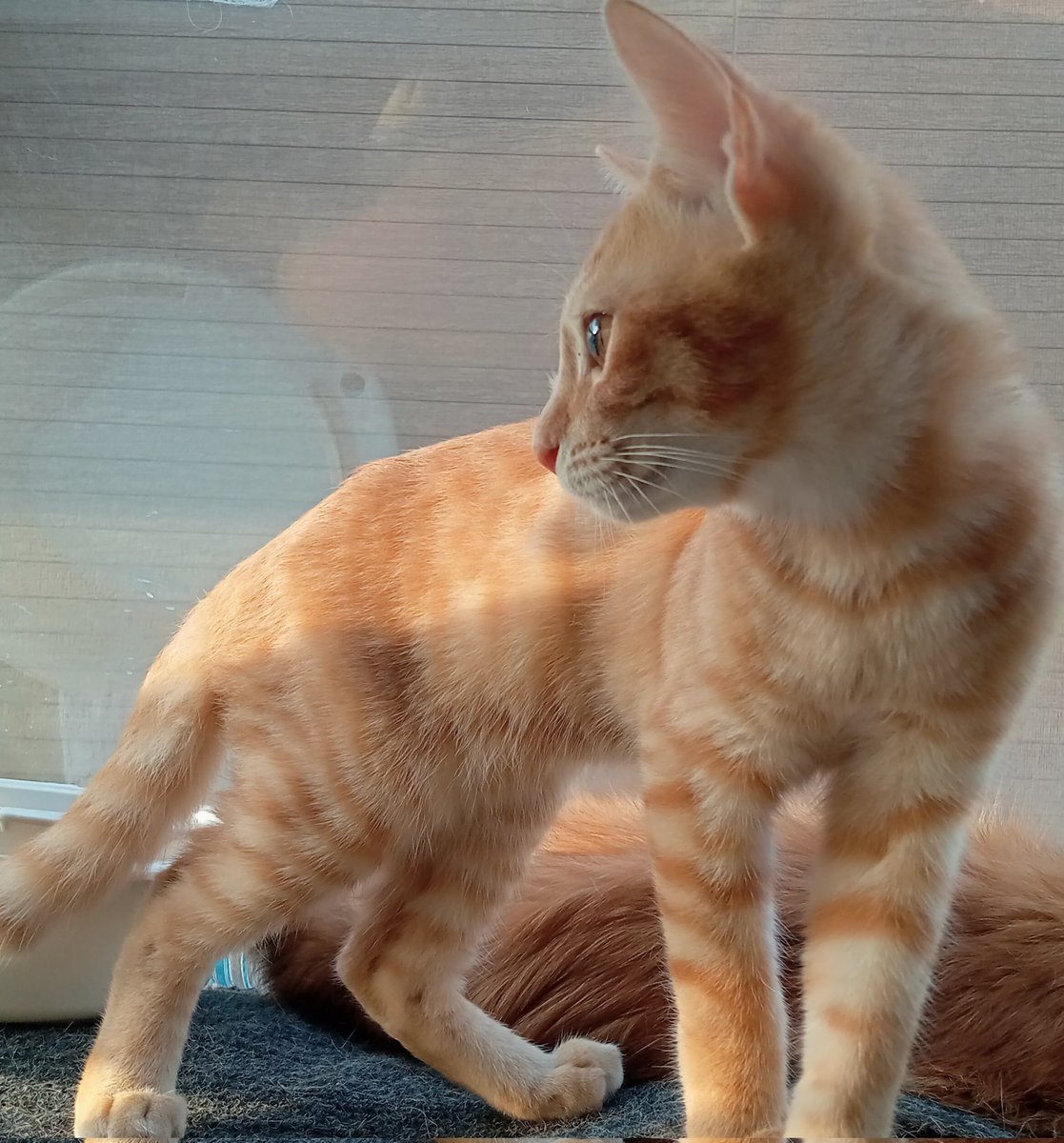 nekosagash's tweet photo. ９月中旬以降に、この付近で茶トラの子猫を拾ったり保護した話を聞いた方、個人、団体問わず探しています。
お知り合いにいましたら聞いてみていただけませんか。
宜しくお願いします。
ミルクから大事に育てた子で飼い主さん意気消沈しています。 https://t.co/3XW1VKCjhz