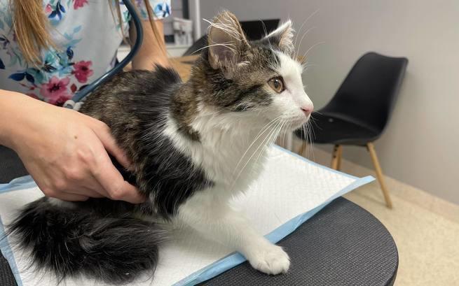 Dior nie dostał jeszcze żadnej paczuszki z DlaSchroniska 😥

Kocurek choruje i niestety o nowym domu wciąż może jedynie pomarzyć... Bardzo potrzebuje za to dobrej karmy i sumplementów.

Kliknij i zrób mu prezent👇
dlaschroniska.pl/?view=animal&i…