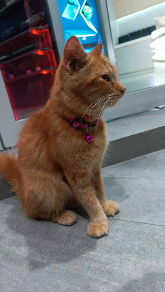 This kitty was in from of the Personal Computers shop on Lonuziyaaraih Magu. Had a collar and was very friendly. Please share so this cute little kitty can be reunited with its family.