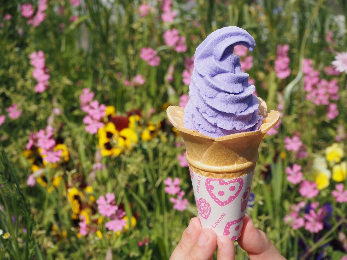 #ラベンダーアイス💜キャンペーン明日10/9が最終日です✨
たくさん食べて割引券もらってくださいね😊👍
#ラベンダーパーク多可