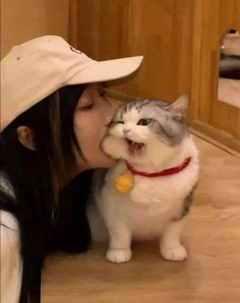 Why you should have a cat tweet media