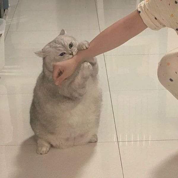 Why you should have a cat tweet media